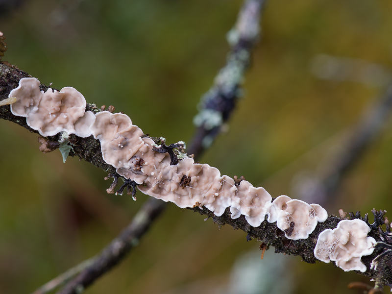 Auriculariopsis albomellea